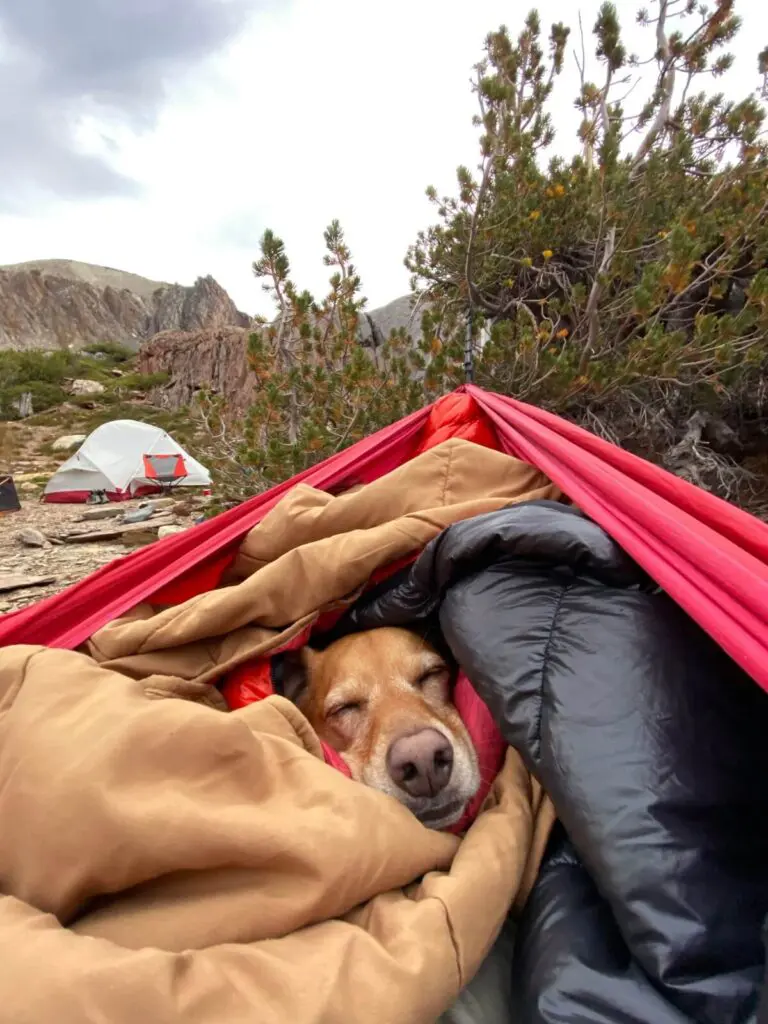 How to Make a Dog Sleeping Bag(Quick and Easy )